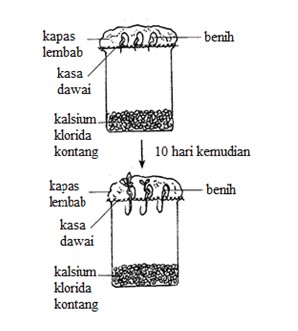 Pada kali ini, admin bawakan Perkongsian dokumen bantu jawab soalan UASA sains tahun 6 sebagai latih tubi. Latihan sangat penting dalam membina kefahaman pelajar dan membiasakan mereka menjawab soalan mengikut format yang ditetapkan. Perkongsian Dokumen Bantu Jawab Soalan UASA Sains Tahun 6
